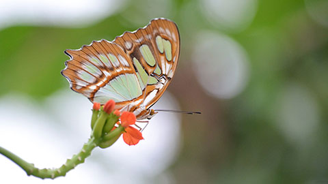 Butterfly on Flower